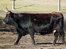 Heck cattle httpsuploadwikimediaorgwikipediacommonsthu