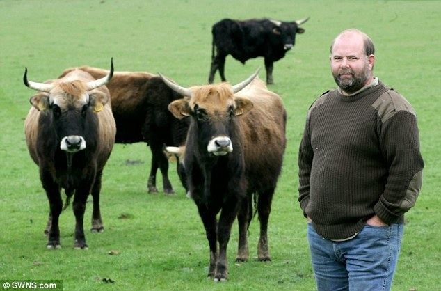 Heck cattle Farmer Derek Gow to get rid of Nazi 39Heck39 cows because they tried