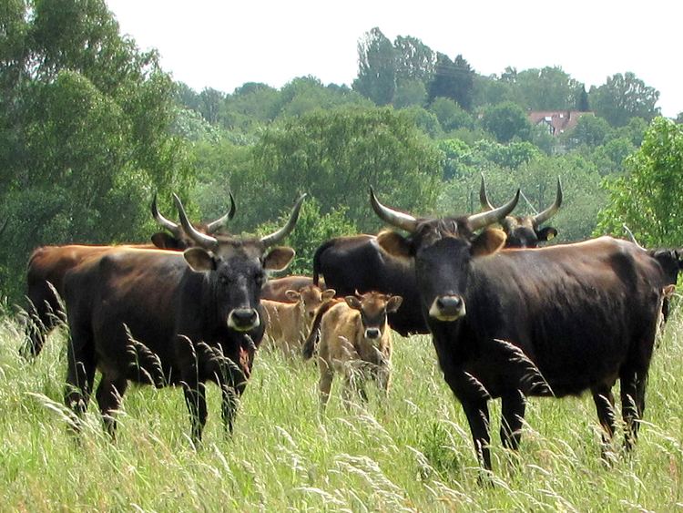 Heck cattle The Breedingback Blog Heck cattle a bredback aurochs a total