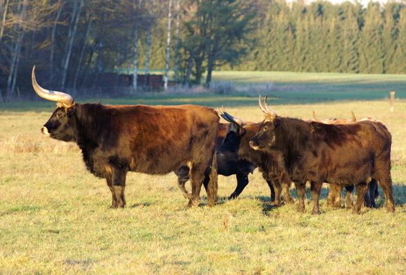 Heck cattle Heck Cattle Vanguard News Network Forum