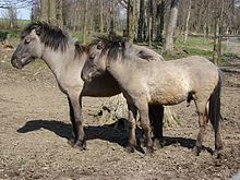 Heck horse httpsuploadwikimediaorgwikipediacommonsthu
