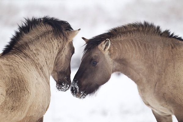 Heck horse Heck Horse Info Origin History Pictures Horse Breeds