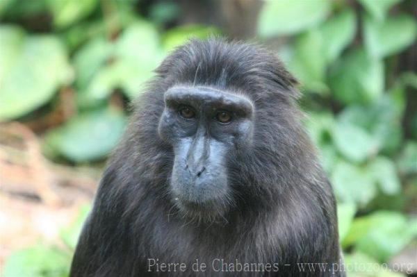 Heck's macaque wwwphotozooorgmainphpg2viewcoreDownloadIte