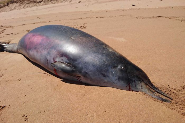 Hector's beaked whale Rare beaked whale with 2 extra teeth baffles scientists in Australia
