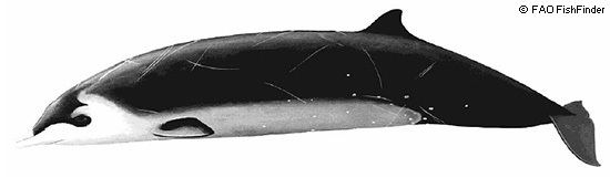 Hector's beaked whale Hector39s Beaked Whales Mesoplodon hectori MarineBioorg