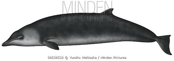 Hector's beaked whale Minden Pictures stock photos Hector39s Beaked Whale Mesoplodon