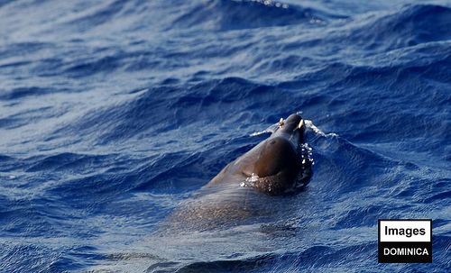 Hector's beaked whale Hectors Beaked Whale