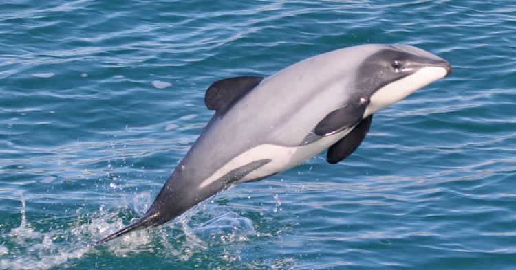 Hector's dolphin Hector39s Dolphin Facts History Useful Information and Amazing Pictures