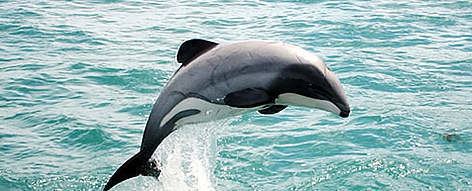 Hector's dolphin Hector39s Dolphin New Zealand Endangered Species
