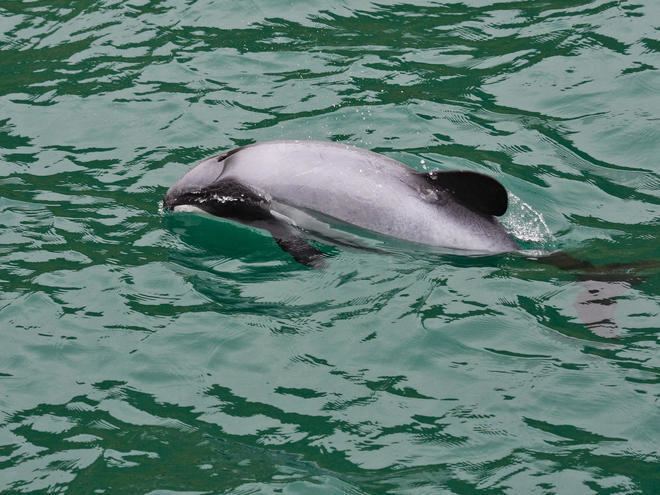 Hector's dolphin Hector39s Dolphin Species WWF