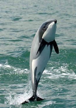 Hector's dolphin North Island Hector39s Dolphin Dolphin Facts And Guide Types Of