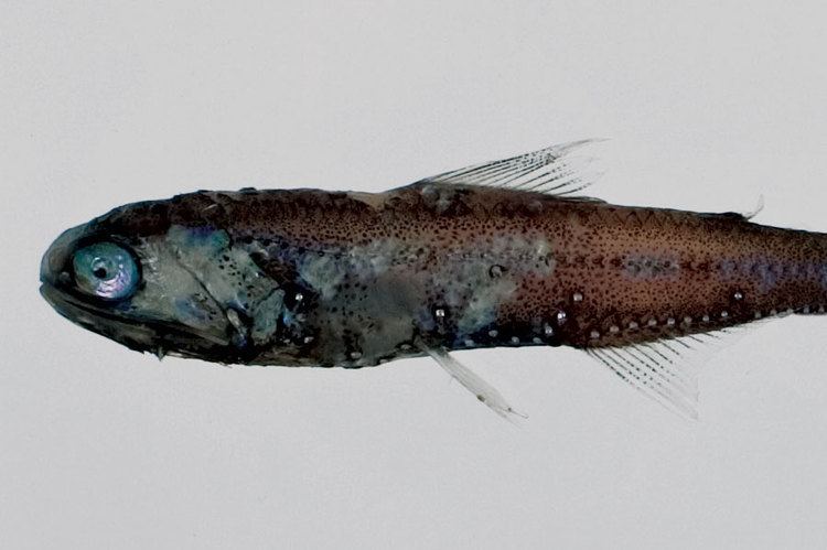 Hector's lanternfish fishesofaustralianetauimagesimageLampanycHect