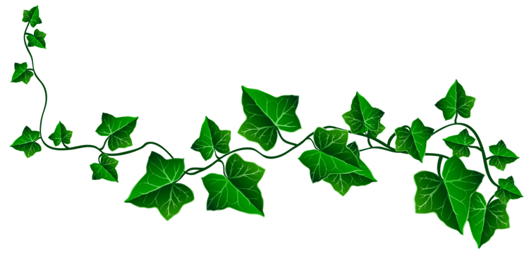 Hedera Ivy Clipart Free Download Clip Art Free Clip Art on Clipart