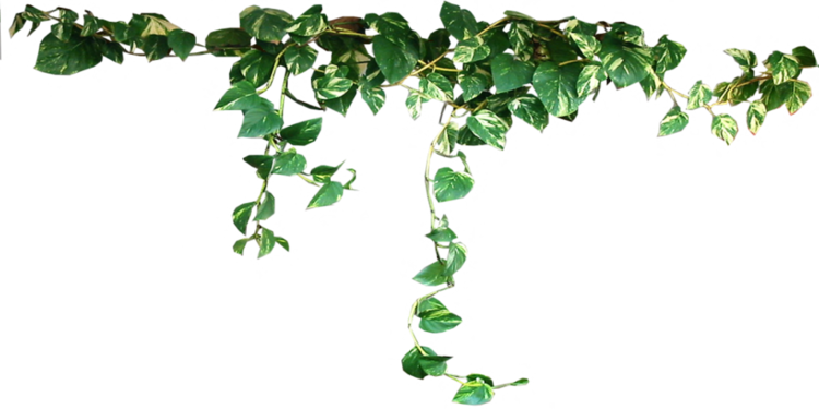 Hedera Ivy 03 png by gd08 on DeviantArt