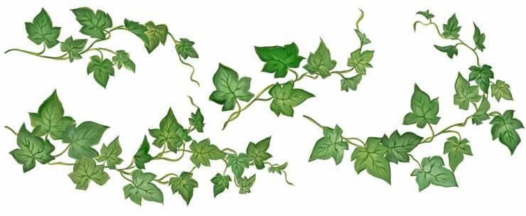 Hedera Ivy Leaf Vine Clipart Clipart Kid