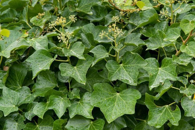 Hedera helix Hedera helix L Plants of the World Online Kew Science