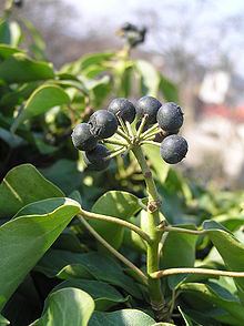 Hedera helix Hedera helix Wikipedia