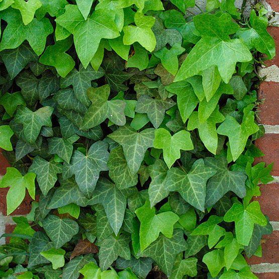 Hedera helix 1000 ideas about Hedera Helix on Pinterest House plants Plants