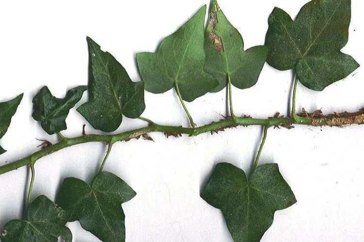 Hedera helix Hedera helix