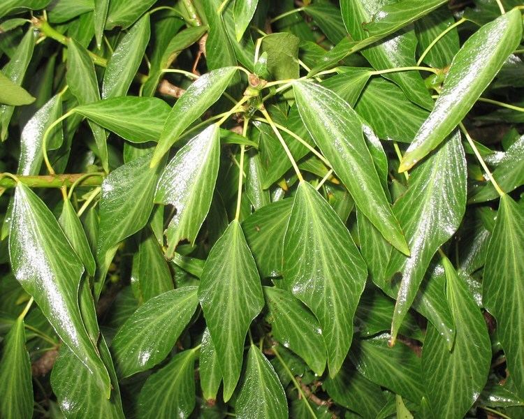 Hedera nepalensis Online Plant Guide Hedera nepalensis Himalayan Ivy Nepal Ivy