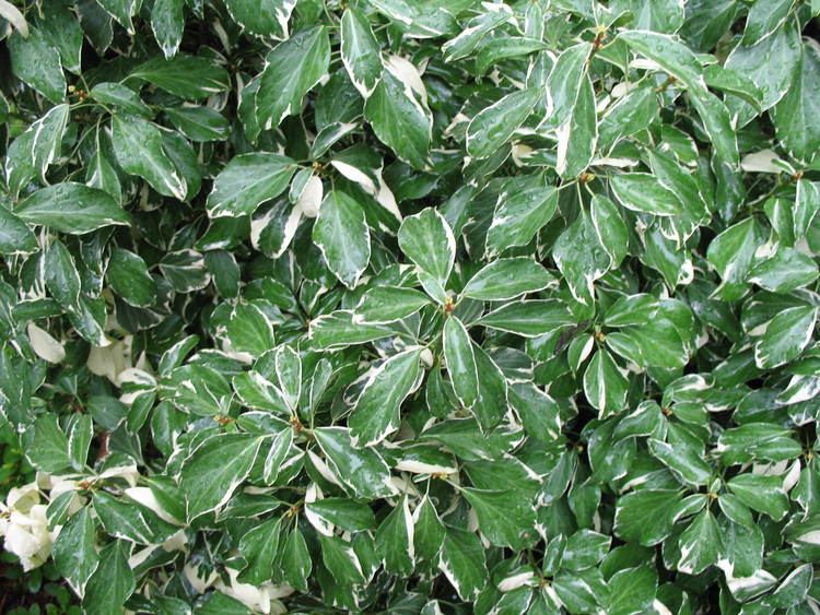 Hedera rhombea Online Plant Guide Hedera rhombea 39Creme de Menthe39 Japanese Ivy