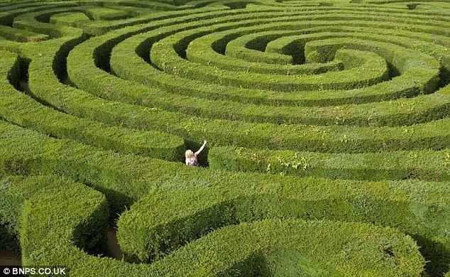 Hedge maze iPhone cheats cracking Britain39s biggest hedge maze in minutes