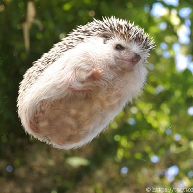 Hedgehog 1000 ideas about Hedgehogs on Pinterest Cute hedgehog Baby