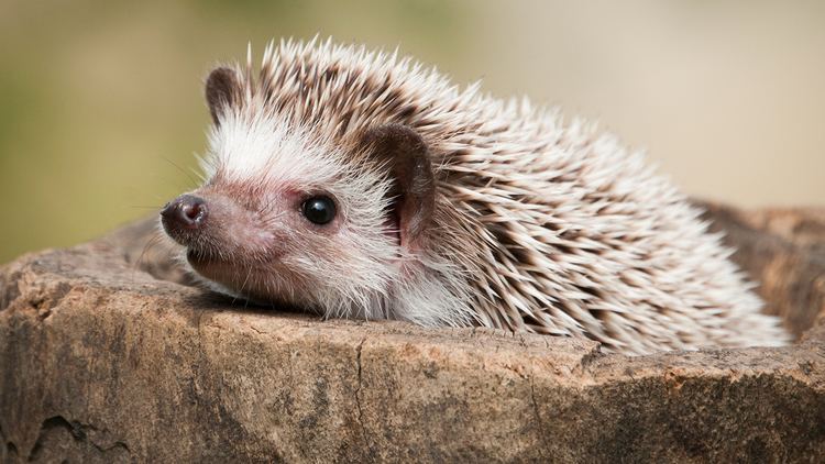 Hedgehog hedgehogcloseupjpg