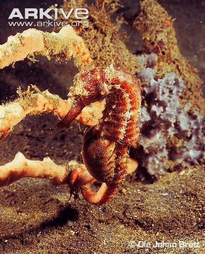 Hedgehog seahorse Hedgehog seahorse photo Hippocampus spinosissimus G39997 ARKive