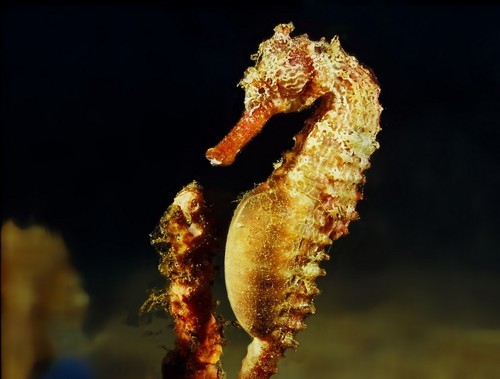 Hedgehog seahorse Queensland Seahorse Hippocampus spinosissimus iNaturalistorg