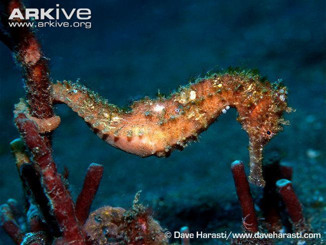 Hedgehog seahorse Hedgehog seahorse photo Hippocampus spinosissimus G40190 ARKive
