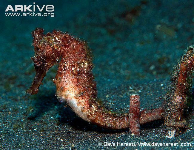 Hedgehog seahorse Hedgehog seahorse photo Hippocampus spinosissimus G40189 ARKive