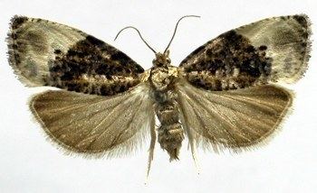 Hedya nubiferana AgroAtlas Pests Hedya nubiferana Haworth Green Budworm Moth