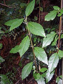 Hedycarya angustifolia httpsuploadwikimediaorgwikipediacommonsthu