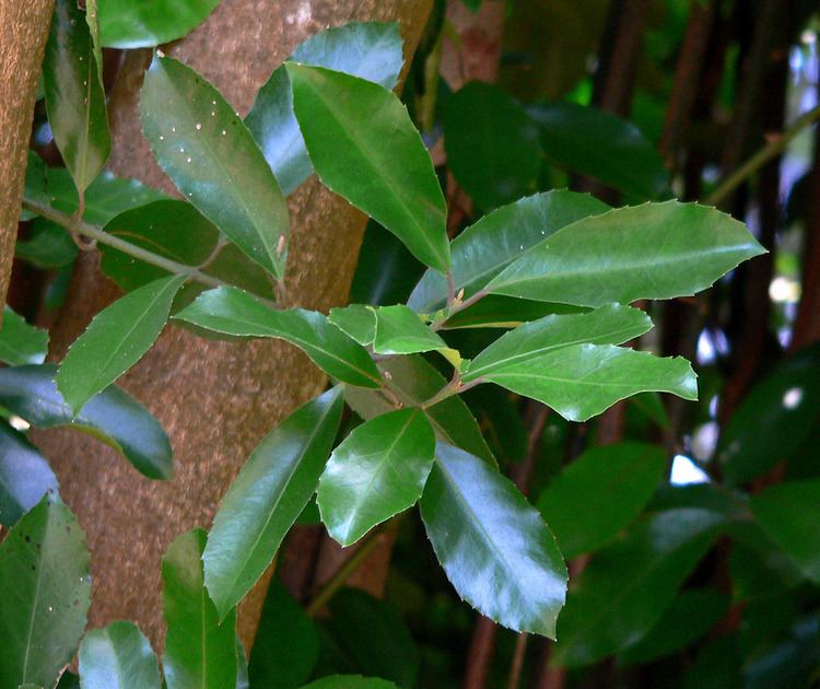 Hedycarya arborea httpsuploadwikimediaorgwikipediacommonsff