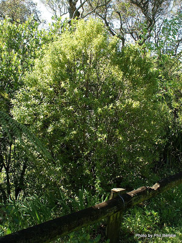 Hedycarya arborea TERRAIN Taranaki Educational Resource Research Analysis