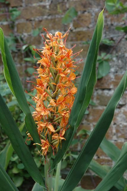 Hedychium Hedychium Ginger Lily Quality Plants by Mail Order UK