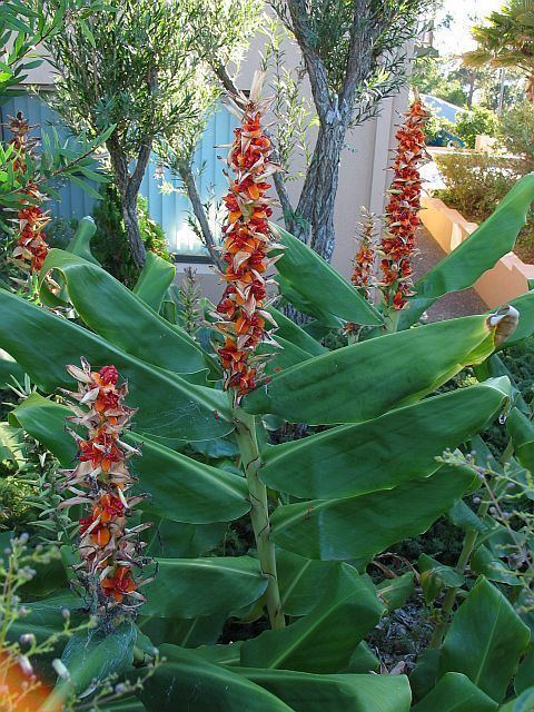 Hedychium Ginger lily Hedychium garderianum Eurobodalla Shire Council