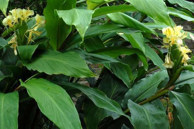 Hedychium Hedychium