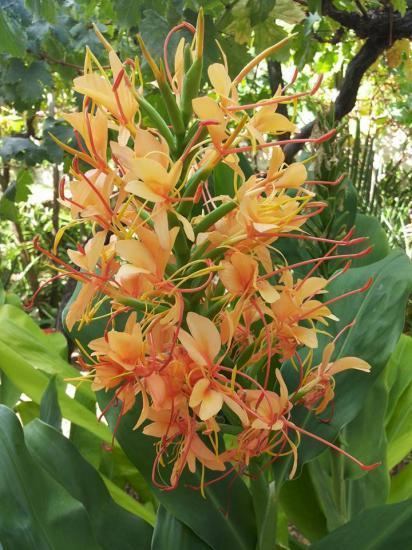 Hedychium pacificbulbsocietyorgpbswikifilesHedychiumHed