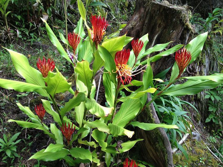 Hedychium Hedychium longicornutum ginger of the Zingiberaceae family