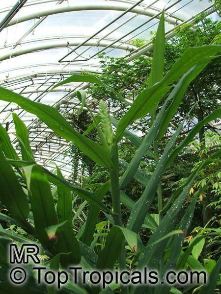 Hedychium coccineum httpstoptropicalscompicsgardenm1krasHedyc