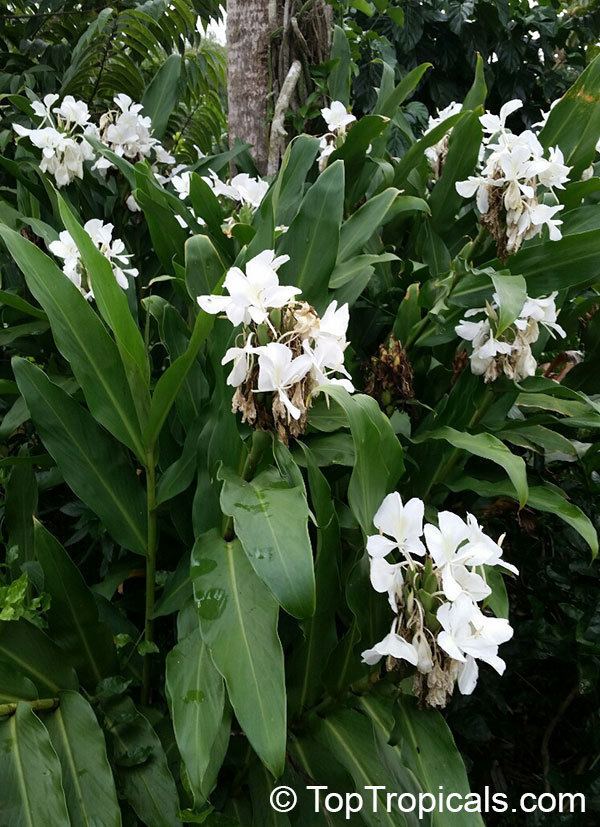 Hedychium coronarium Hedychium coronarium White Ginger Butterfly Ginger Lily