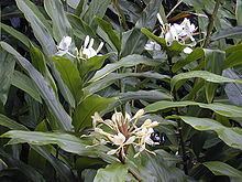 Hedychium flavescens Hedychium flavescens Wikipedia