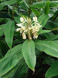 Hedychium flavescens Hedychium flavescens Wikispecies