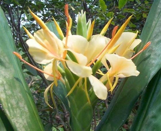 Hedychium flavescens Learn2Grow