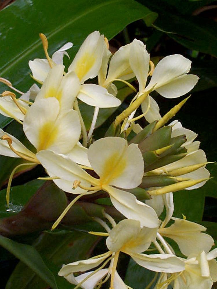 Hedychium flavescens httpsuploadwikimediaorgwikipediacommons33