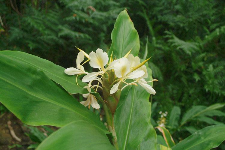 Hedychium flavescens Hedychium flavescens of the Zingiberaceae family