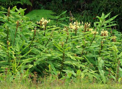 Hedychium flavescens Hedychium flavescens Yellow Ginger Cream Garlandlily Cream