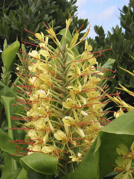 Hedychium gardnerianum Buy Kahili ginger Hedychium gardnerianum Delivery by Crocus